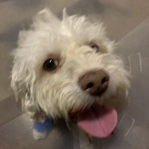 Meet your Posher, Freddy